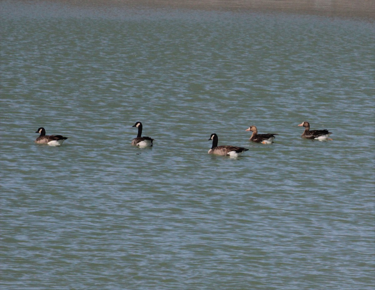 Greater White-fronted Goose - ML115406021