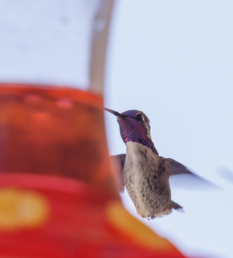 Costa's Hummingbird - ML115406451