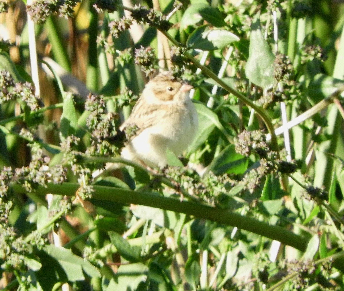 Clay-colored Sparrow - Joan Lentz