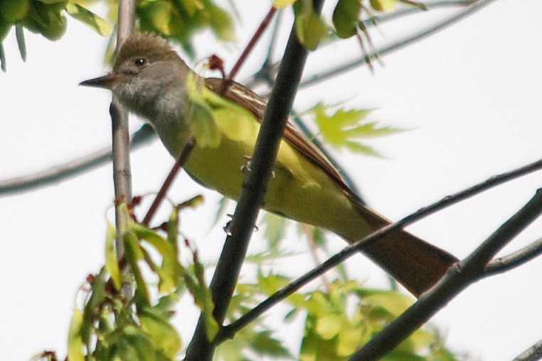 Great Crested Flycatcher - Larry Clarfeld