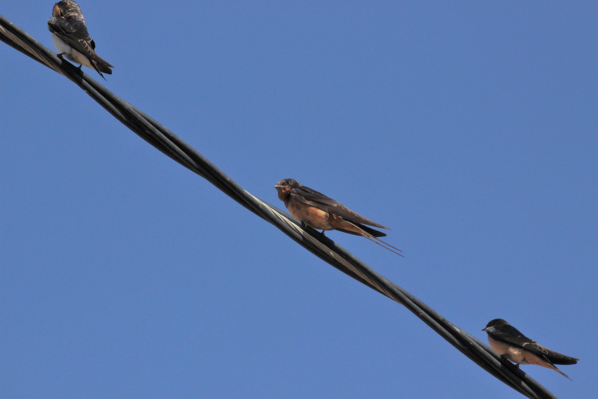 Barn Swallow - ML115408631