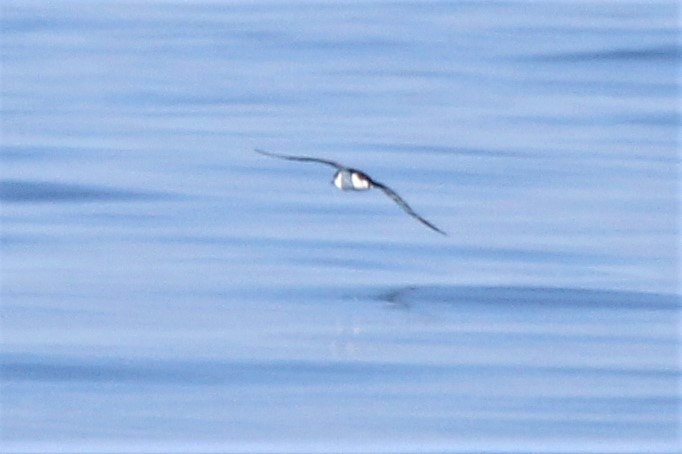 Manx Shearwater - Robert Keiffer
