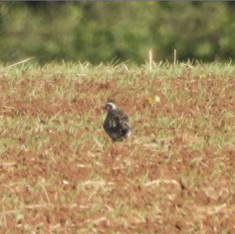 American Golden-Plover - ML115412711