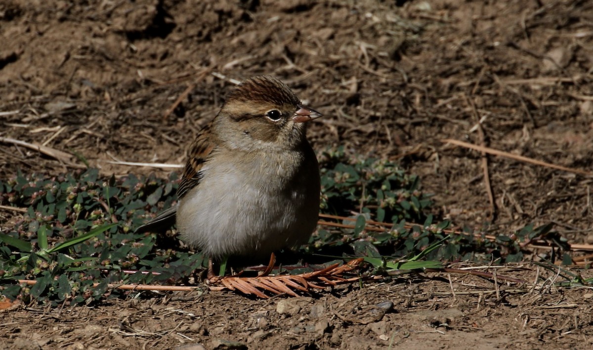 Chipping Sparrow - Peter Svensson