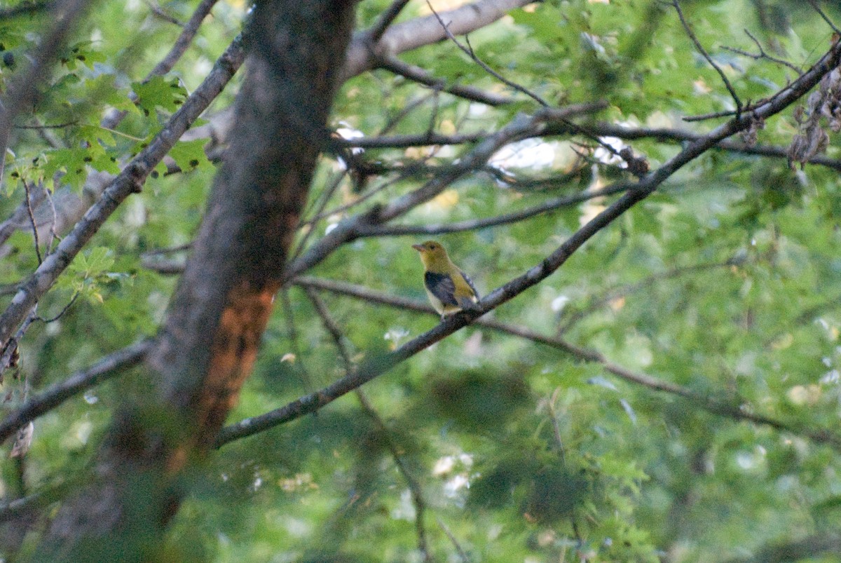 Scarlet Tanager - ML115414021