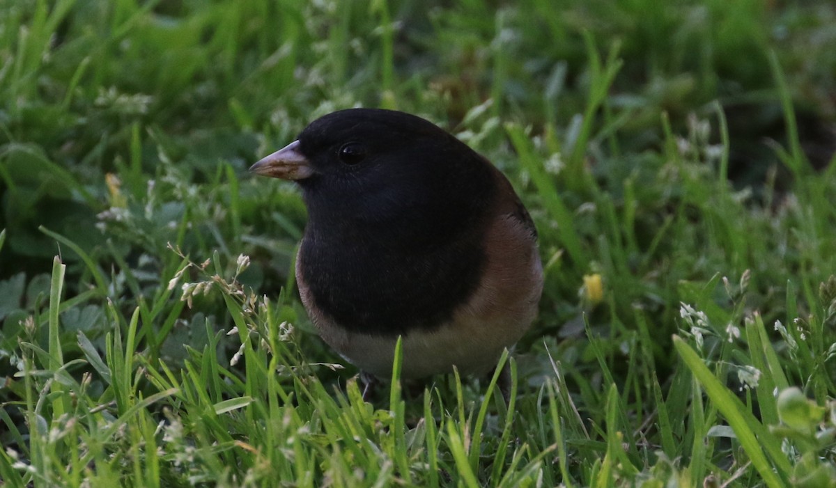 Dark-eyed Junco - ML115414051