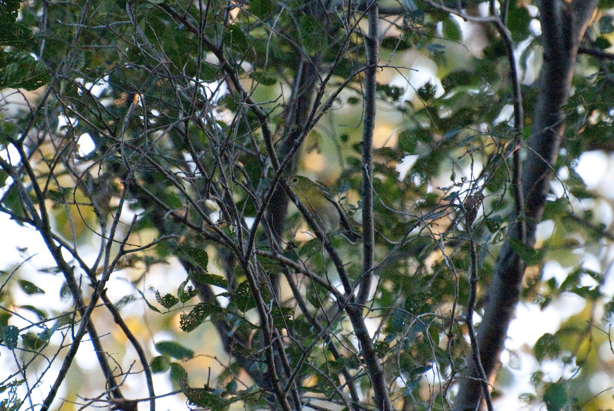 Yellow-throated Vireo - ML115414071