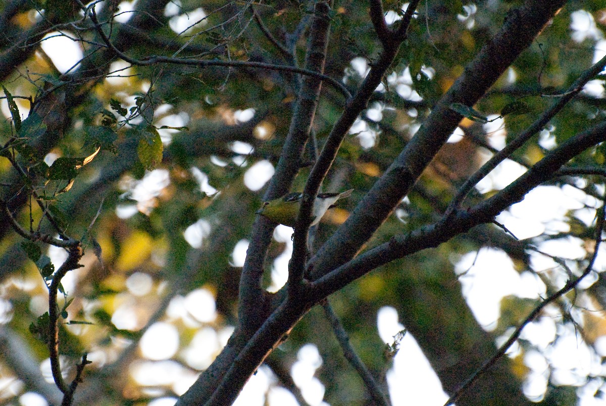 Yellow-throated Vireo - ML115414091