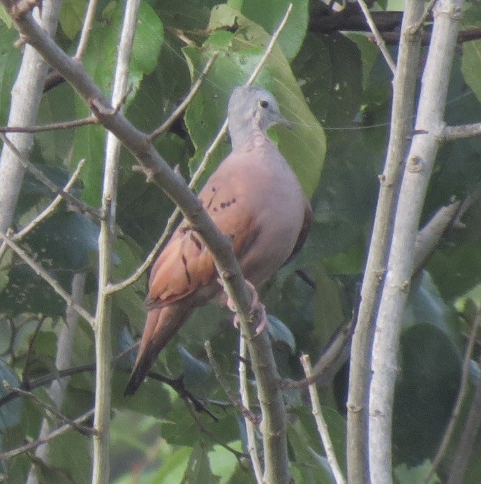 Ruddy Ground Dove - ML115414161