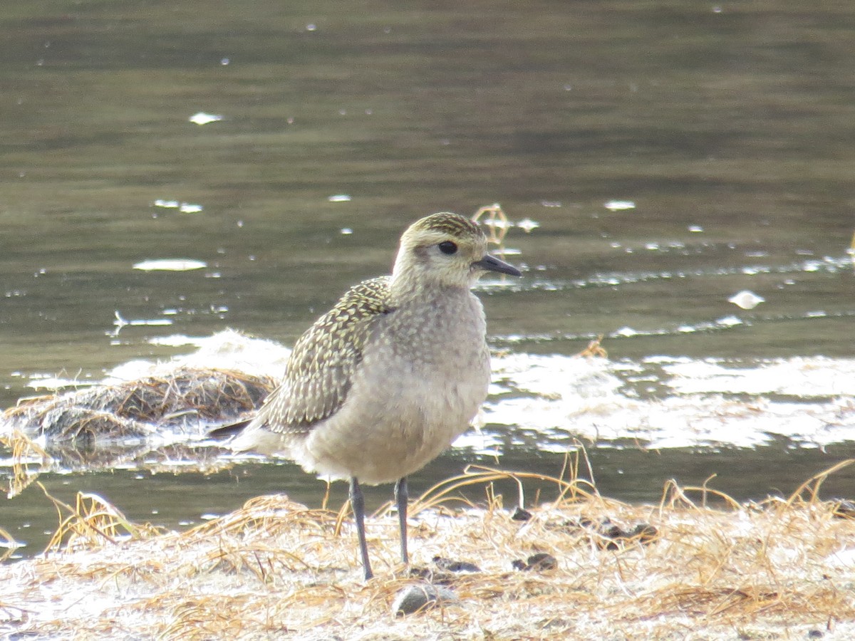 Chorlito Dorado Americano - ML115414411