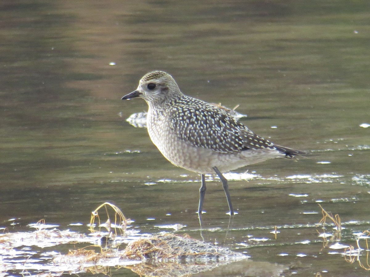 Chorlito Dorado Americano - ML115414421