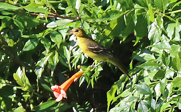 Orchard Oriole - ML115414611