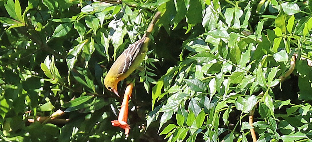 Orchard Oriole - ML115414651