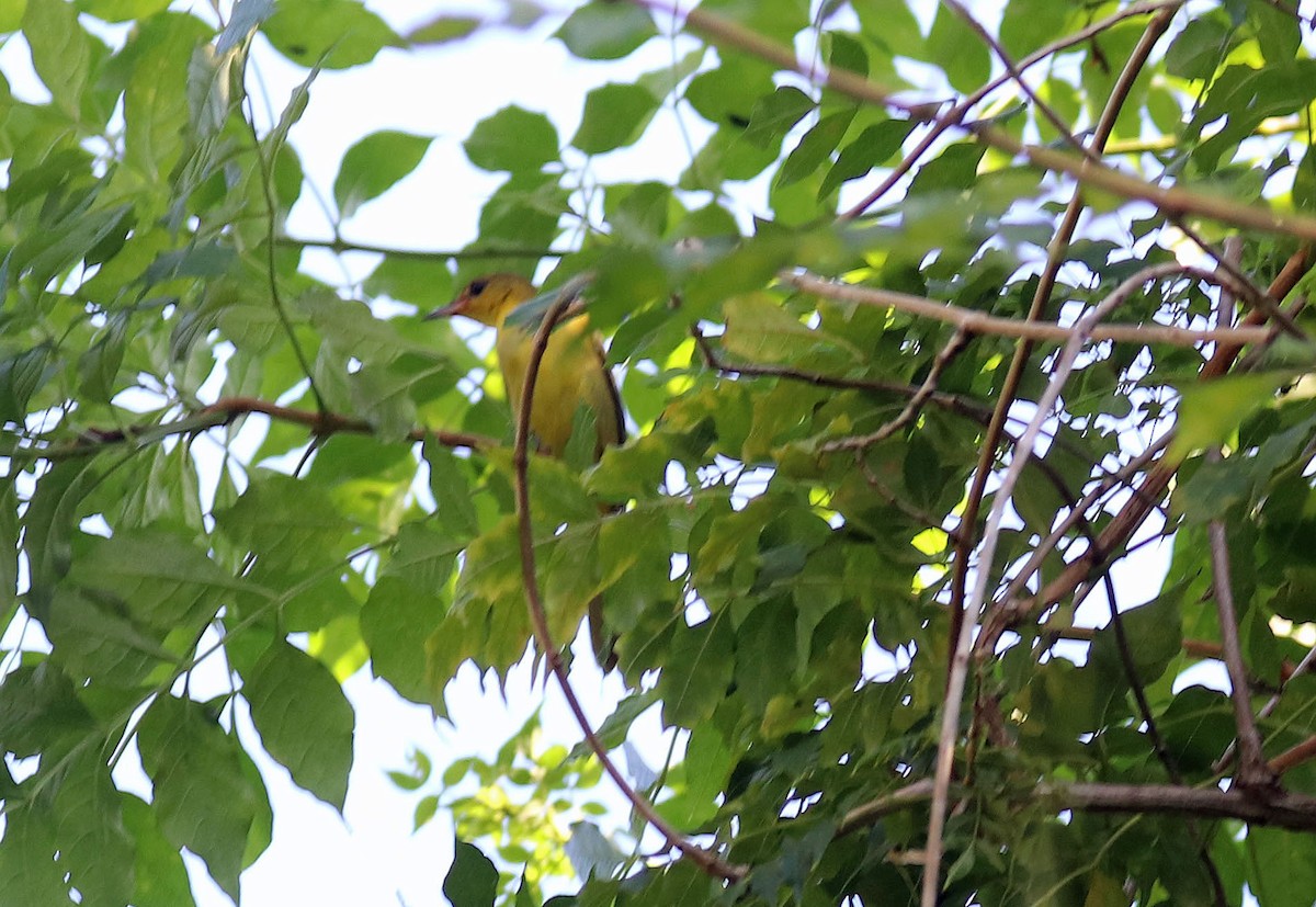 Orchard Oriole - ML115414681