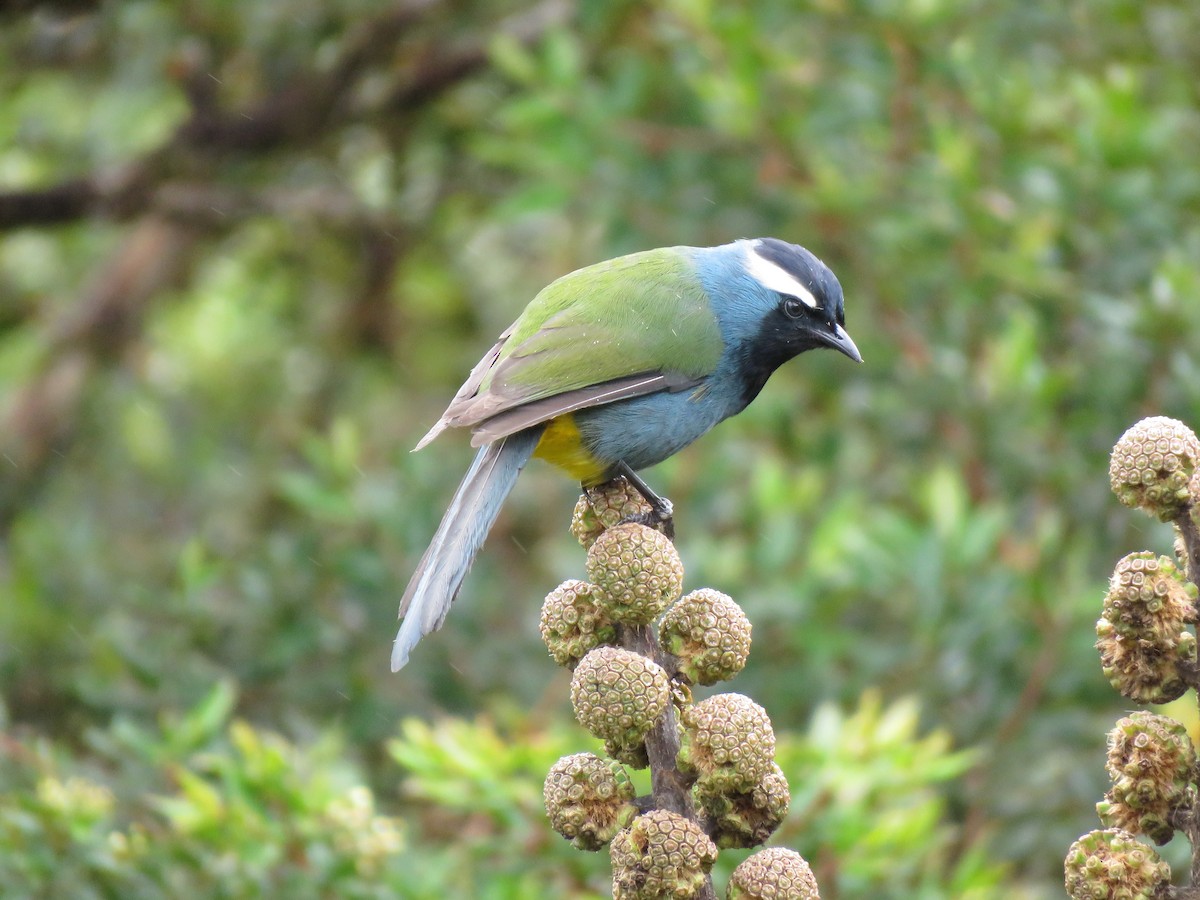 Eastern Crested Berrypecker - Thomas Collins