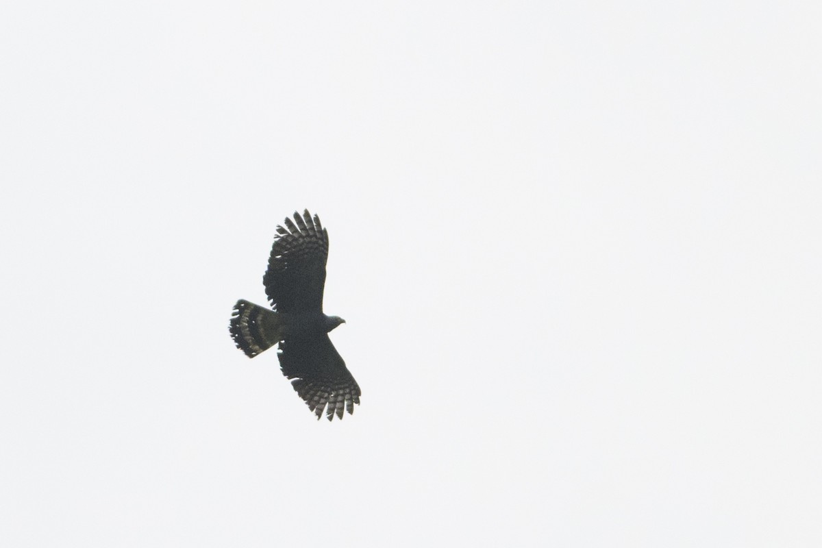 Hook-billed Kite - John Cahill xikanel.com