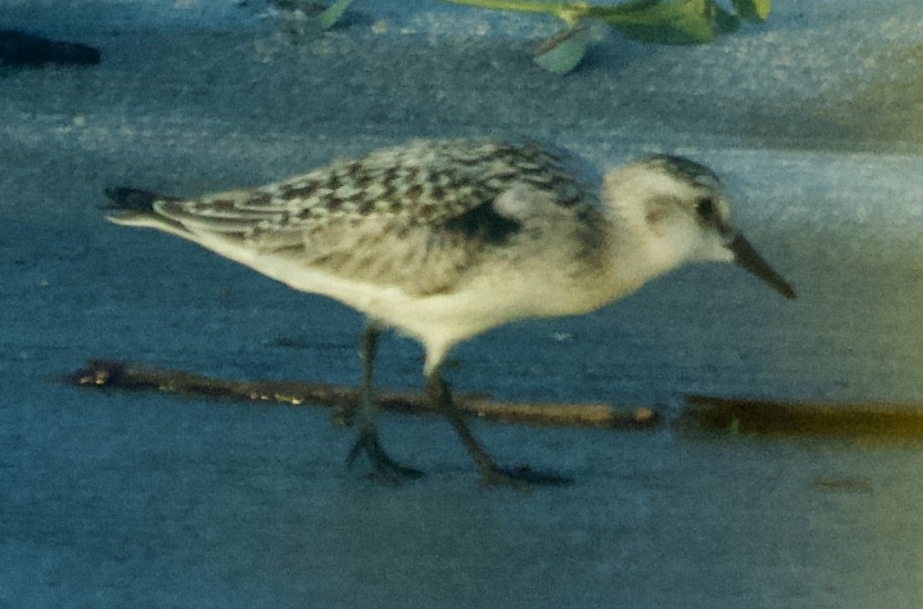 Sanderling - ML115416581