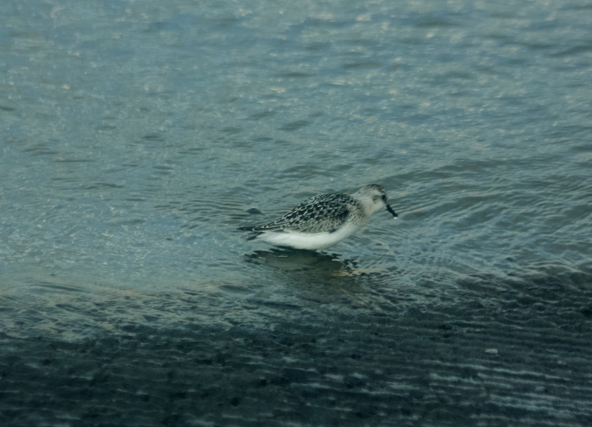 Sanderling - ML115416641