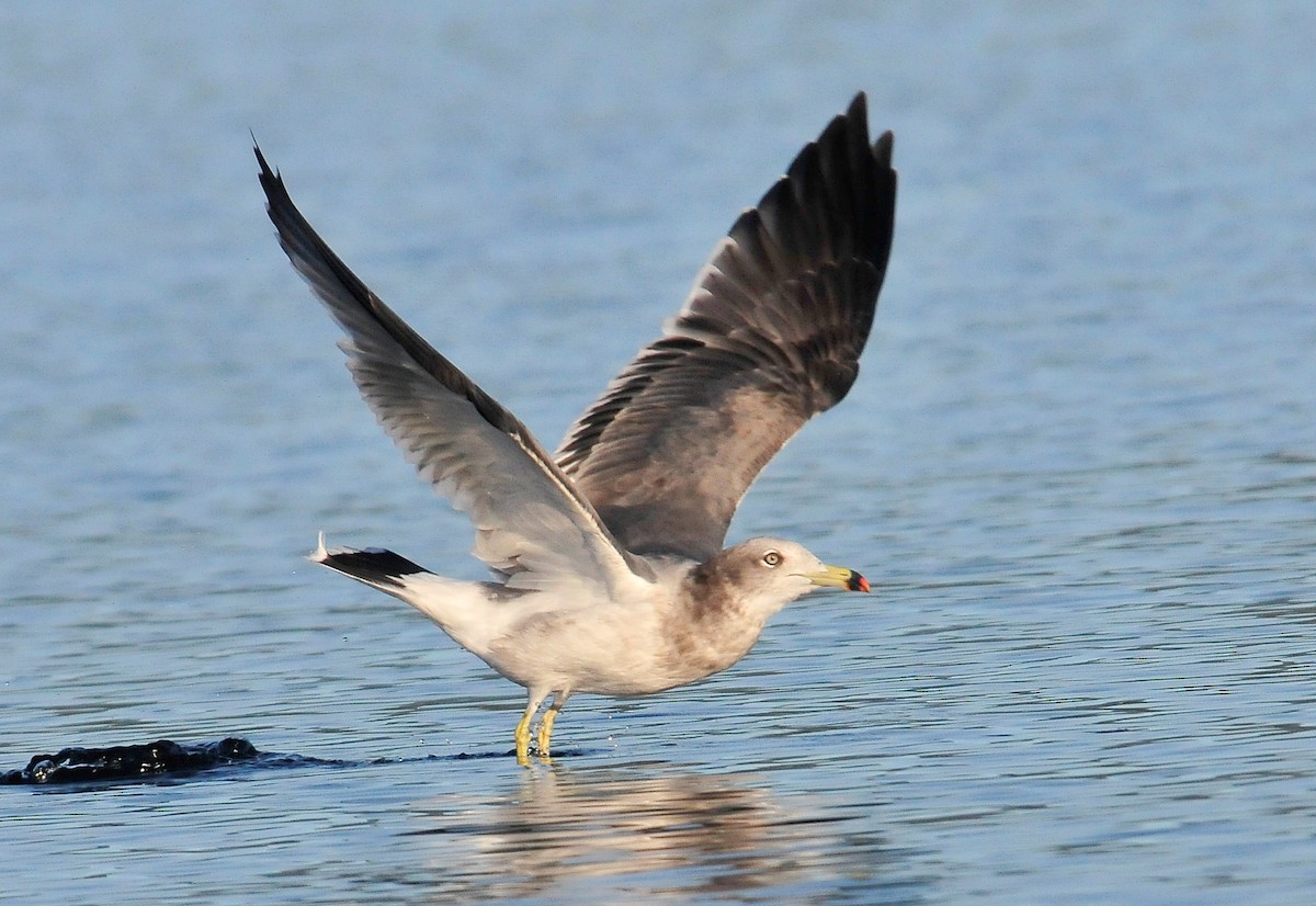 Black-tailed Gull - Kurt Hennige