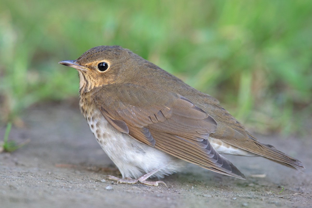 Swainson's Thrush (Olive-backed) - ML115419681