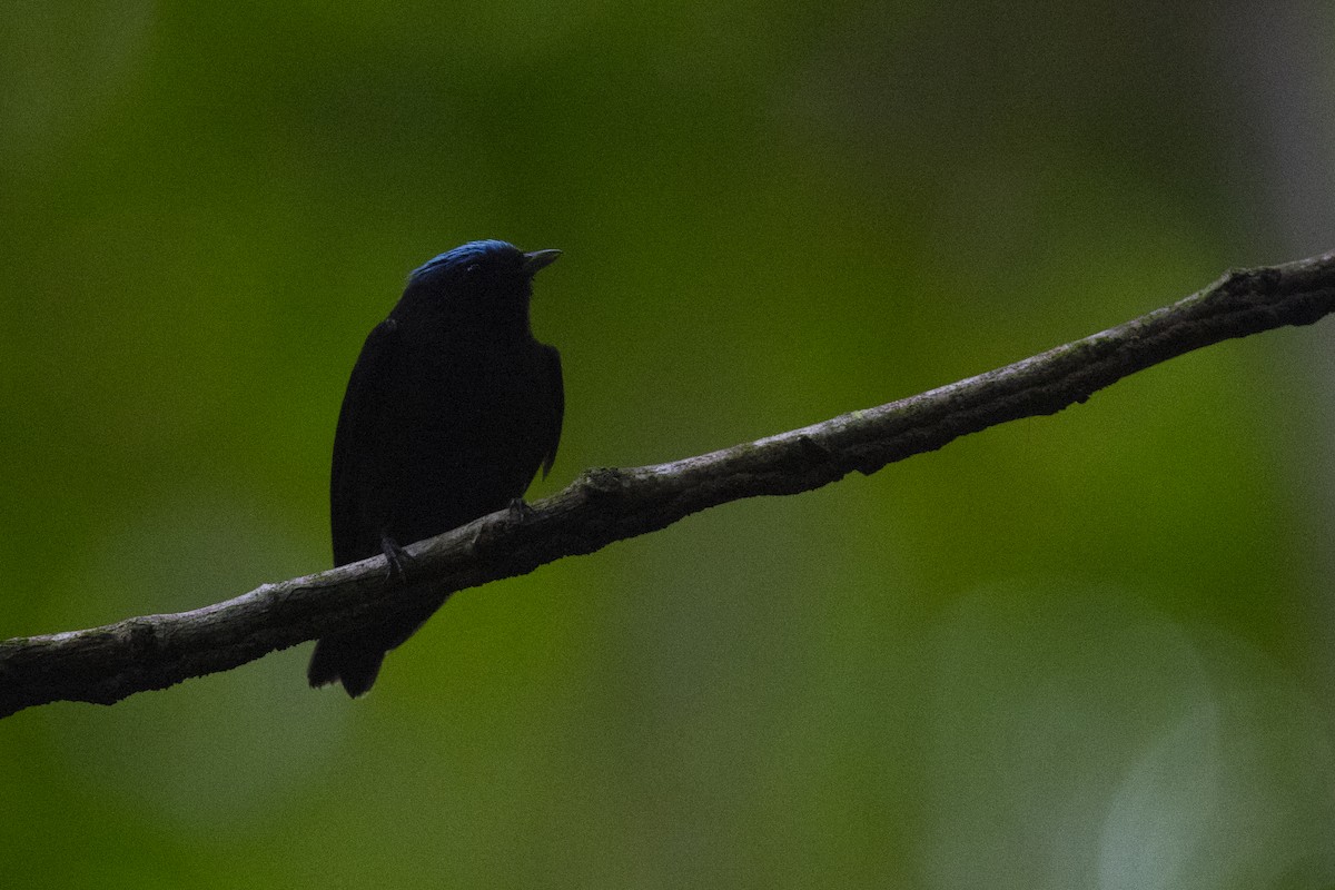 Blue-capped Manakin - ML115419891