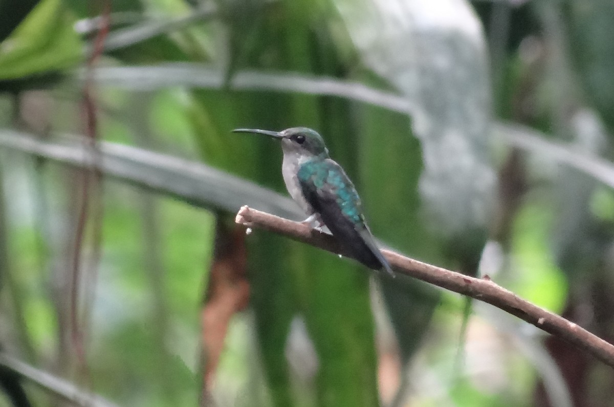 Colibri à queue verte - ML115420281