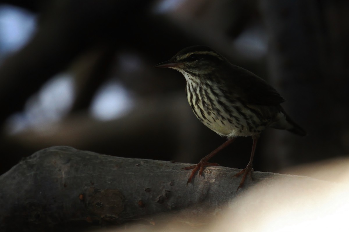 Northern Waterthrush - ML115420471