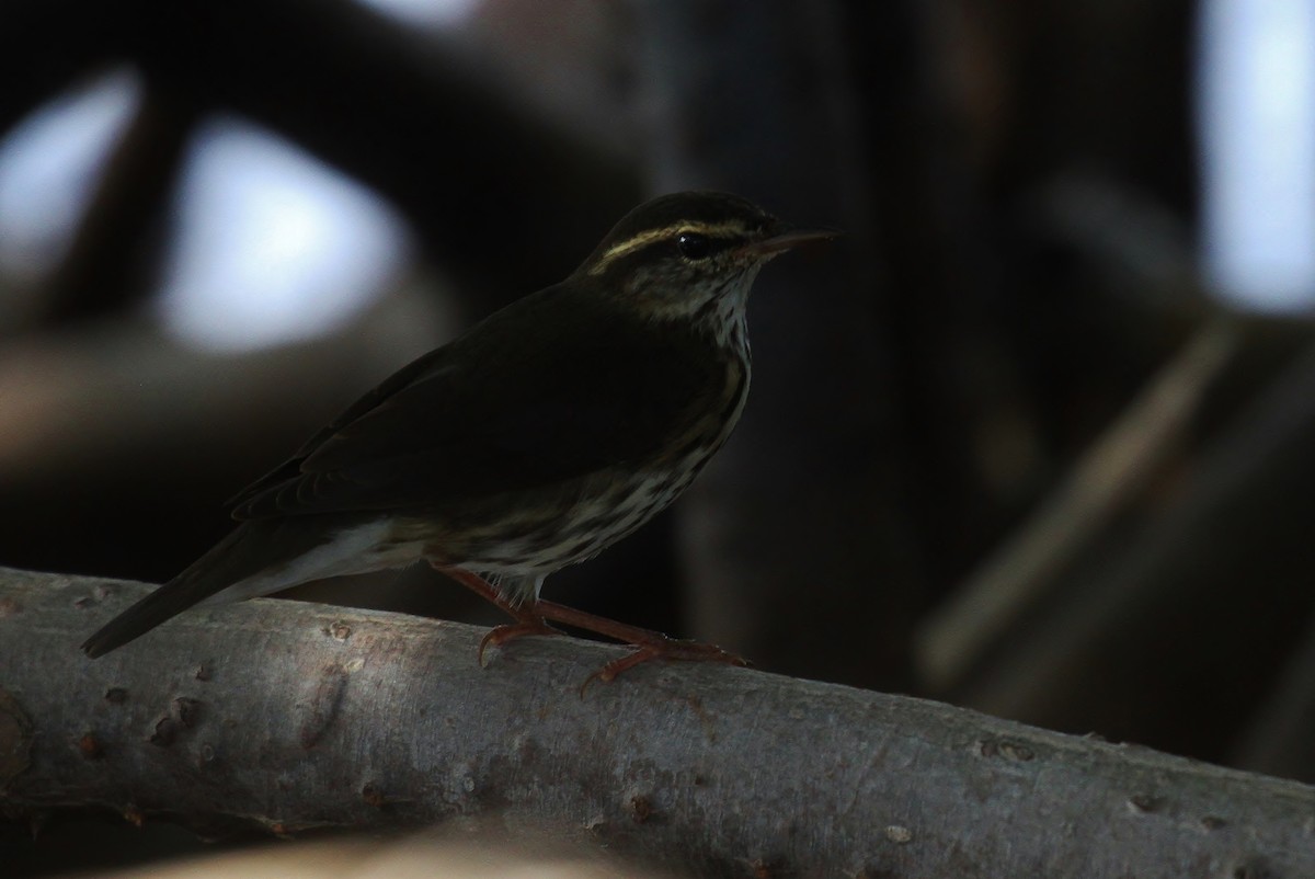 Northern Waterthrush - ML115420481