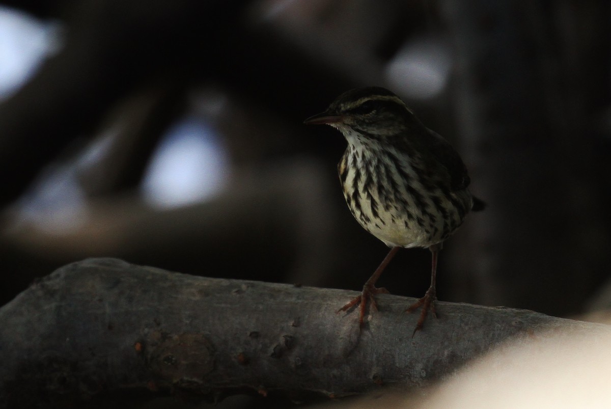 Northern Waterthrush - ML115420491