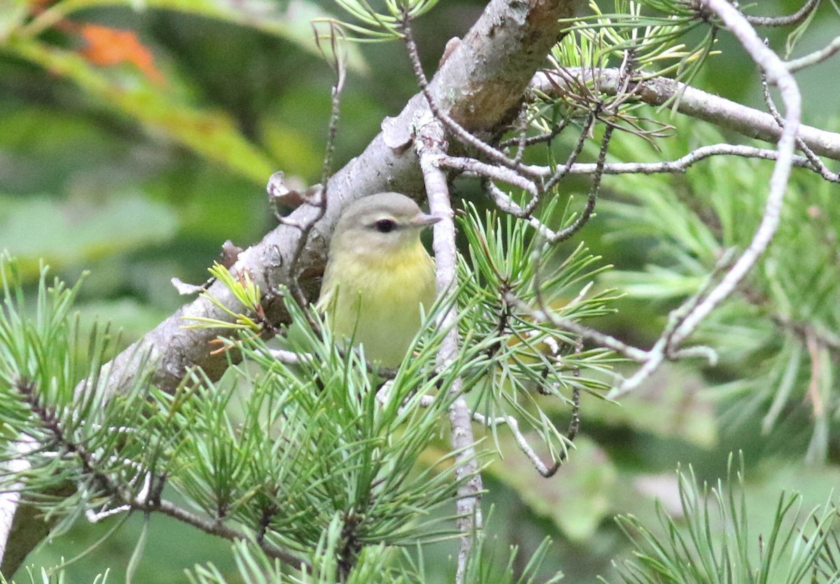 Philadelphiavireo - ML115420781