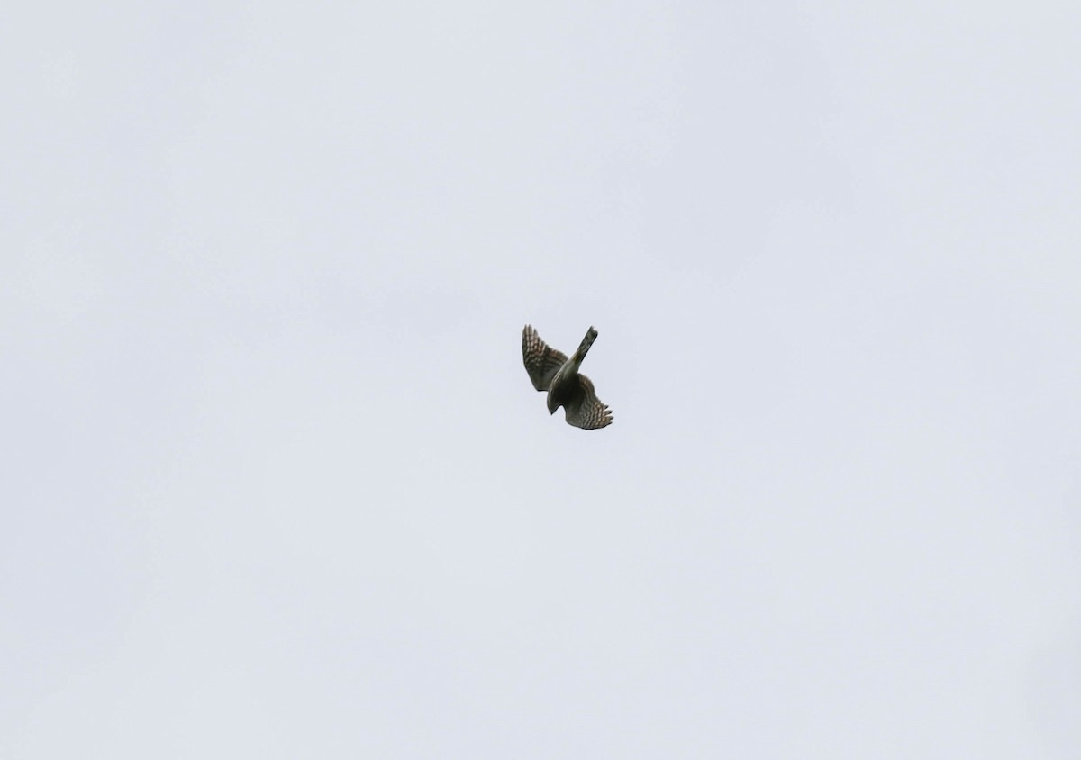 Sharp-shinned Hawk - ML115420791