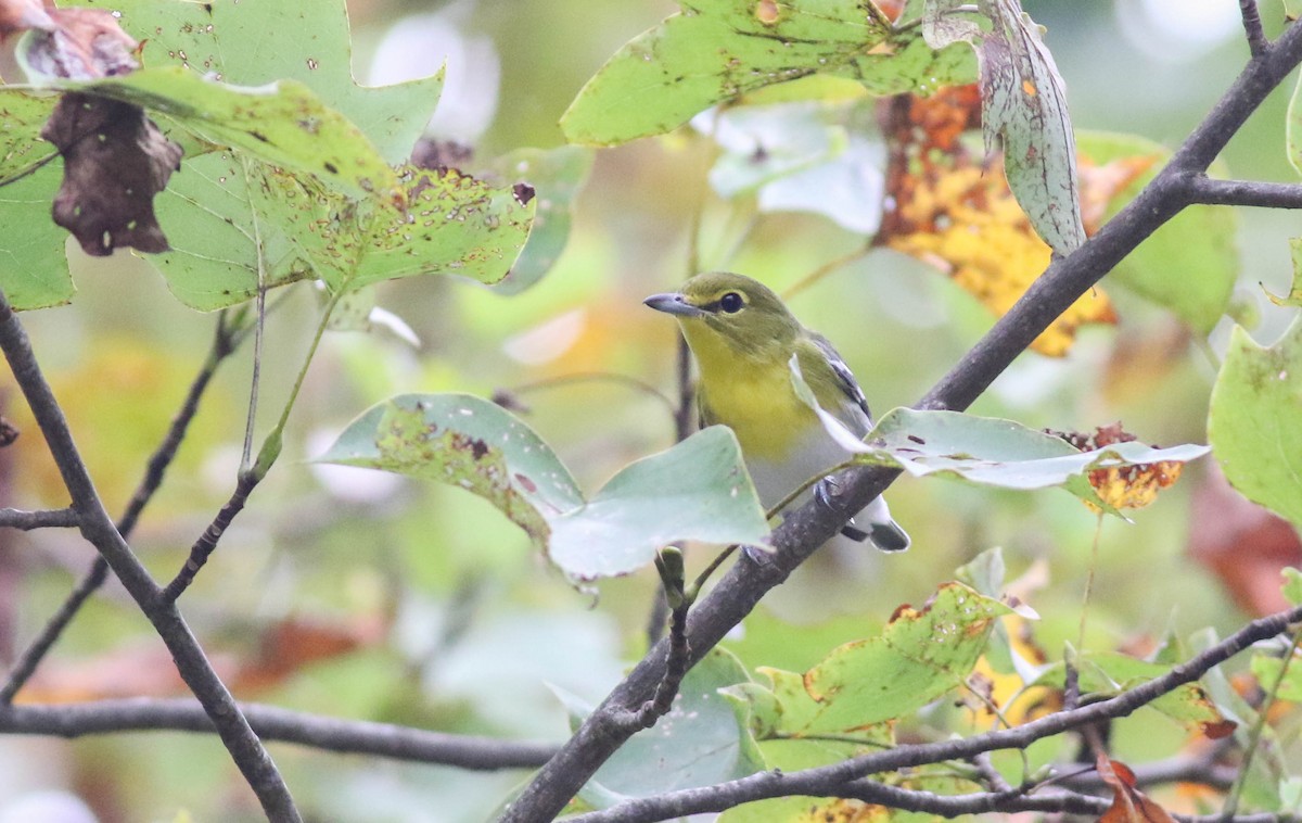 Gelbkehlvireo - ML115420831