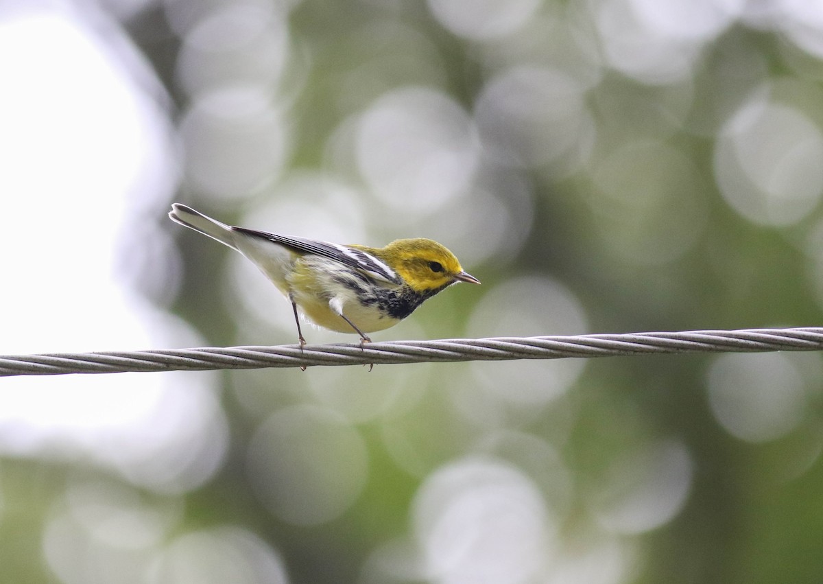 Black-throated Green Warbler - ML115420971