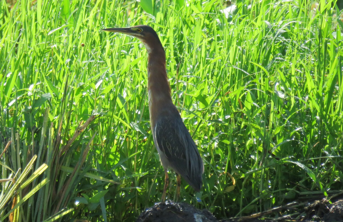 Green Heron - ML115424311