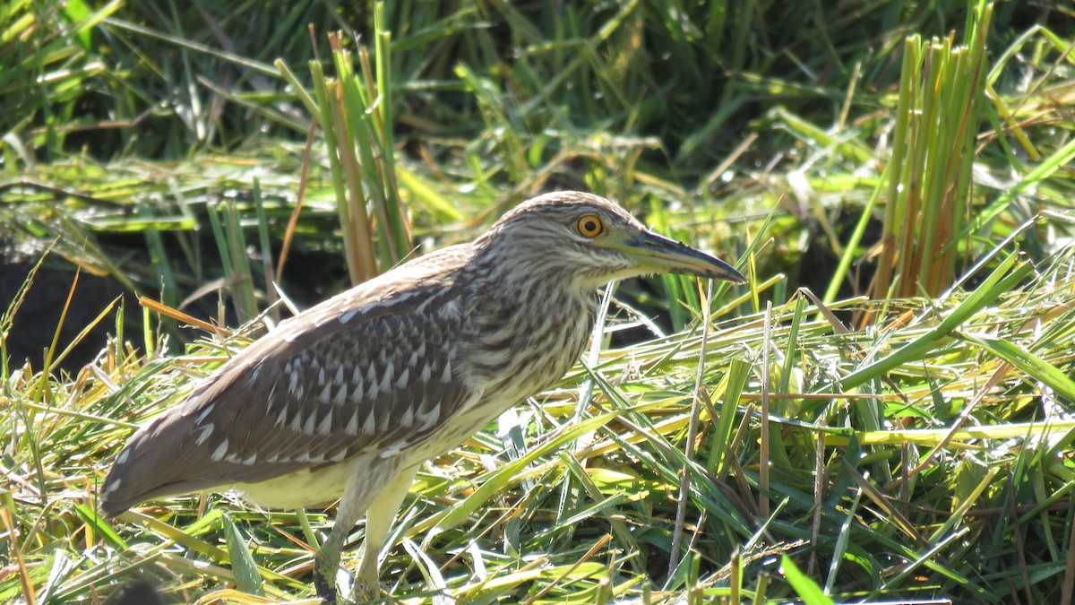 Black-crowned Night Heron - ML115424631