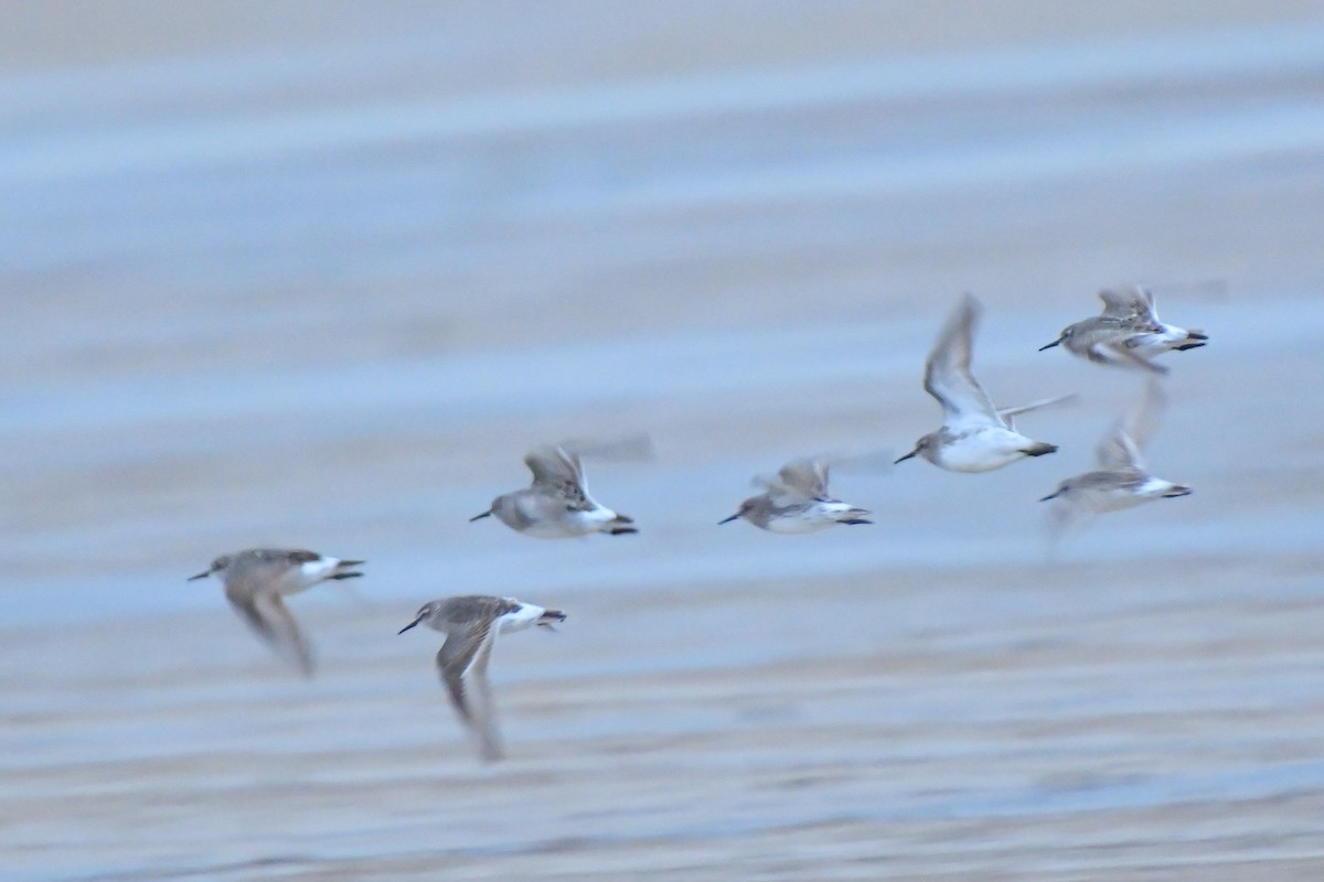 White-rumped Sandpiper - Jonathan Irons