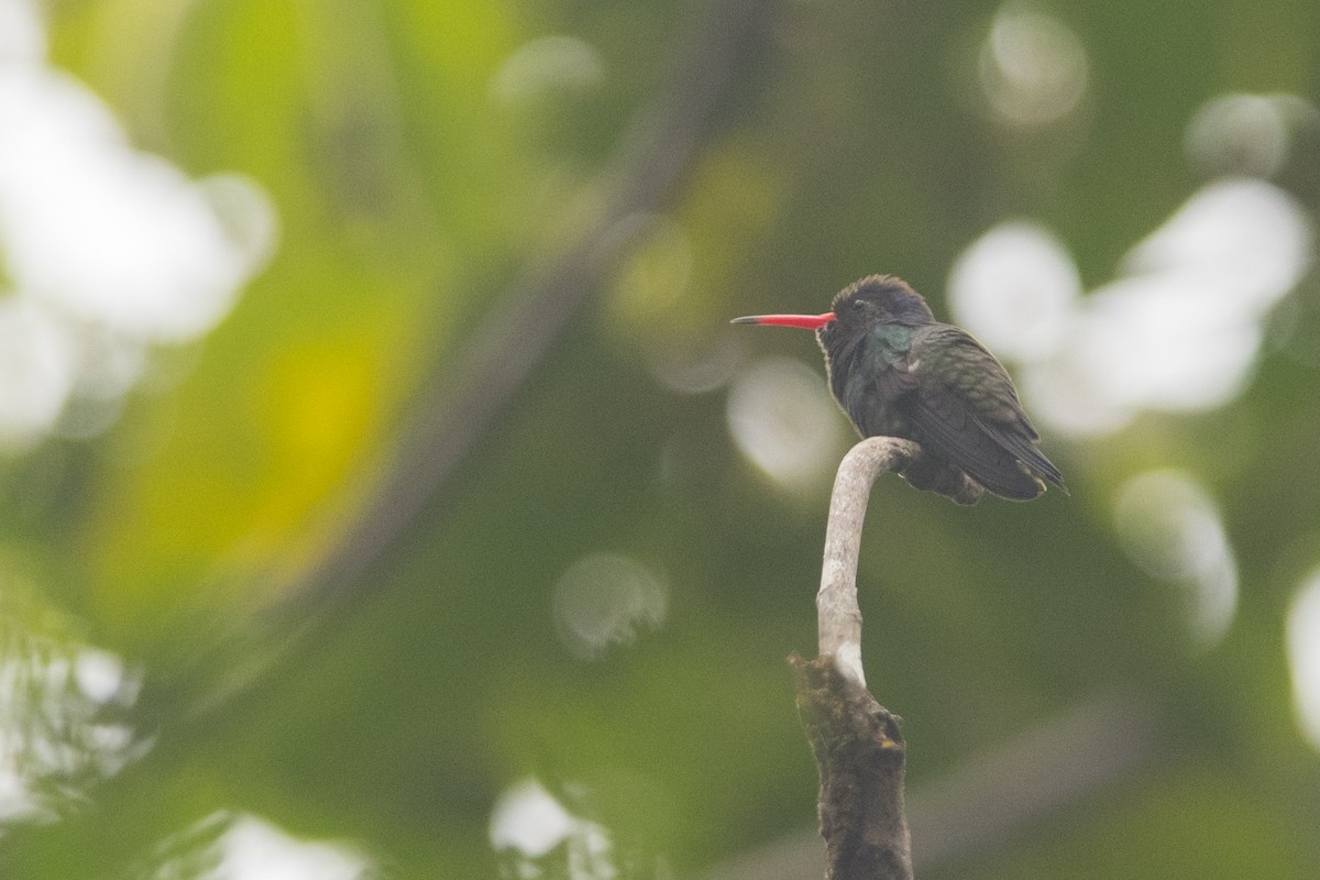 White-chinned Sapphire - ML115424811