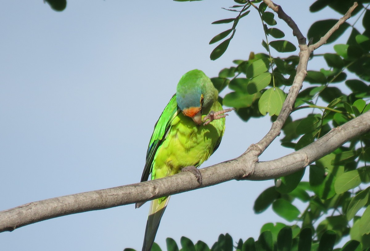 Orange-fronted Parakeet - Jessie Stuebner