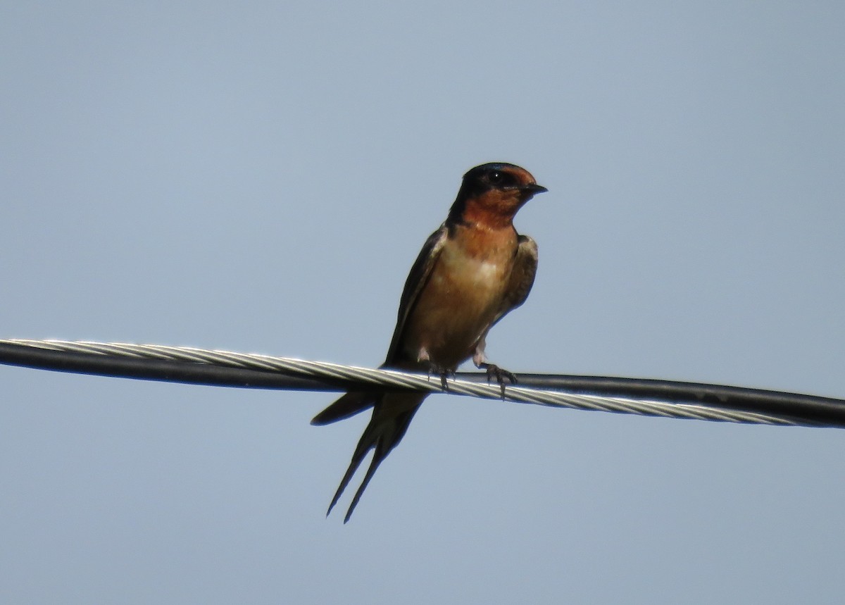 Barn Swallow - ML115425291