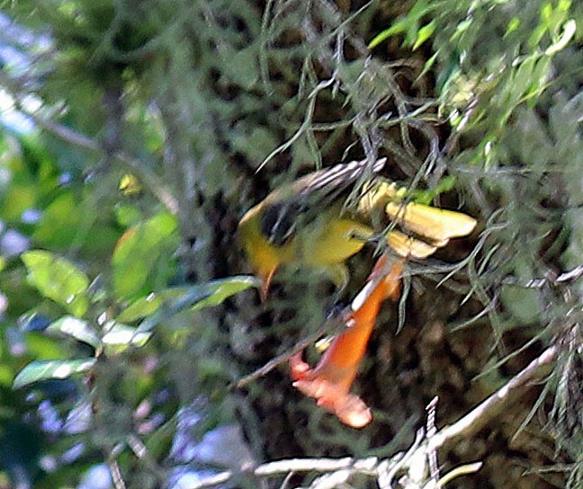 Orchard Oriole - ML115425621