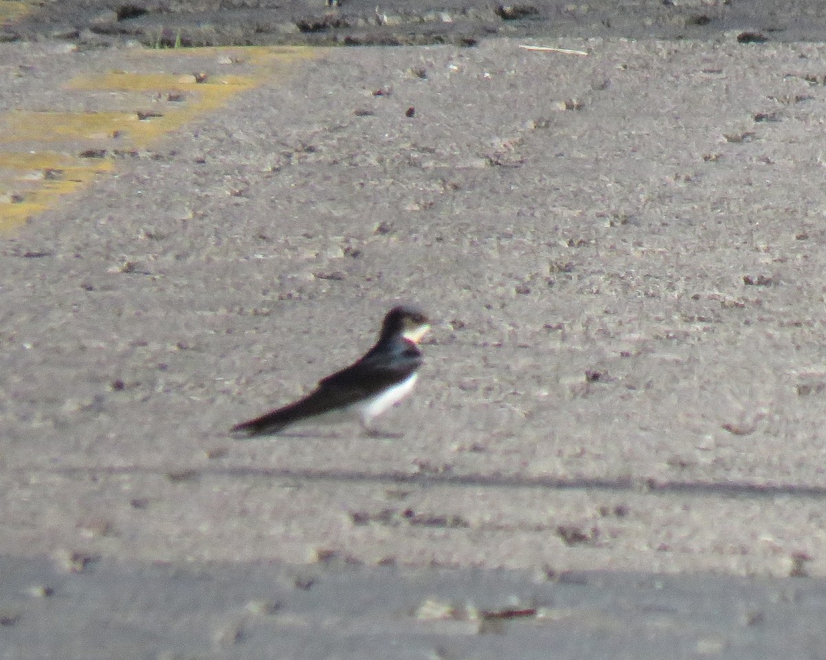 Tree Swallow - ML115426231