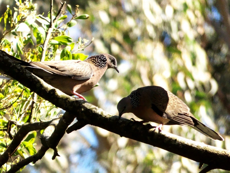 Spotted Dove - ML115427071