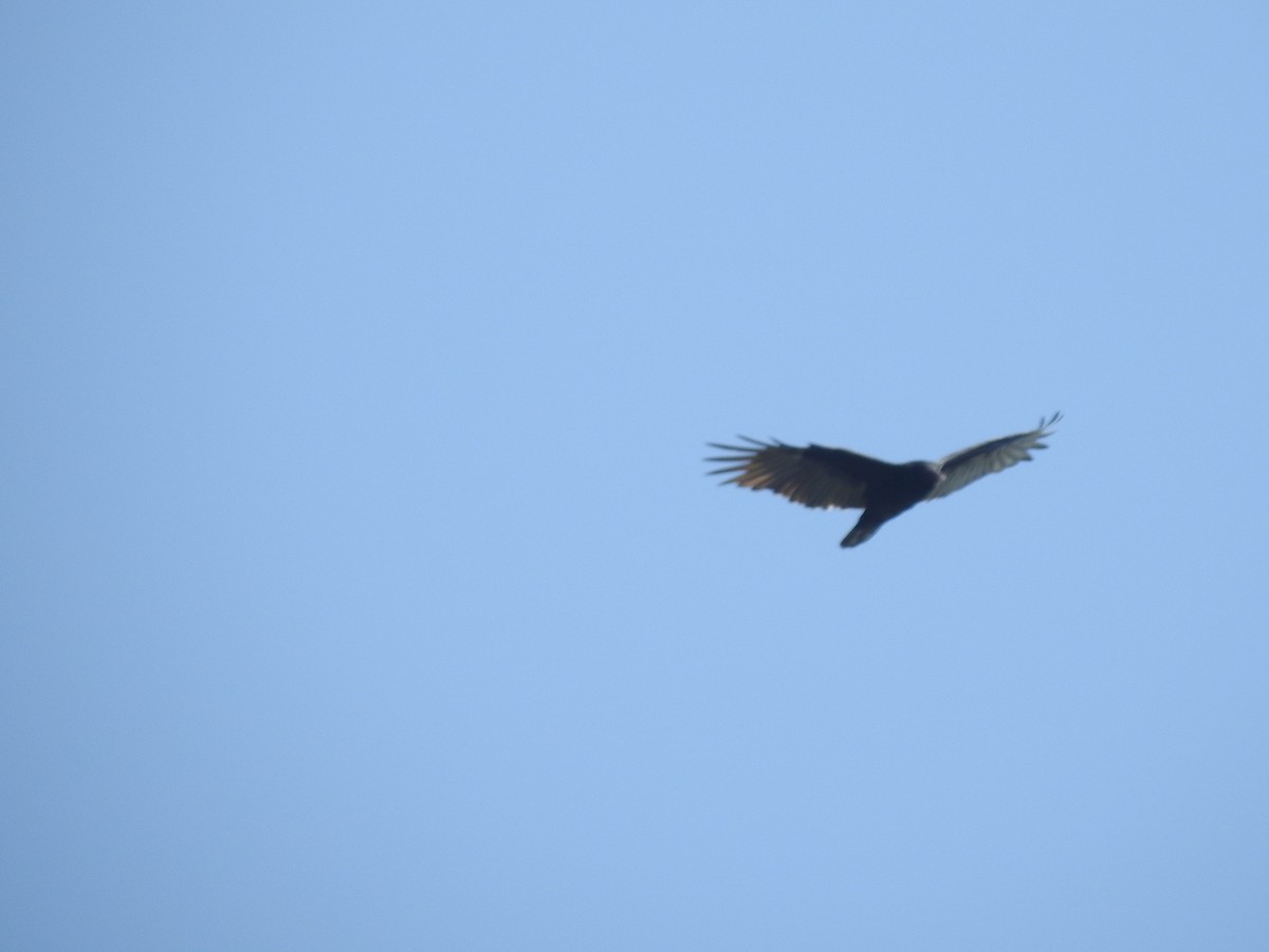 Turkey Vulture - Bill Stanley