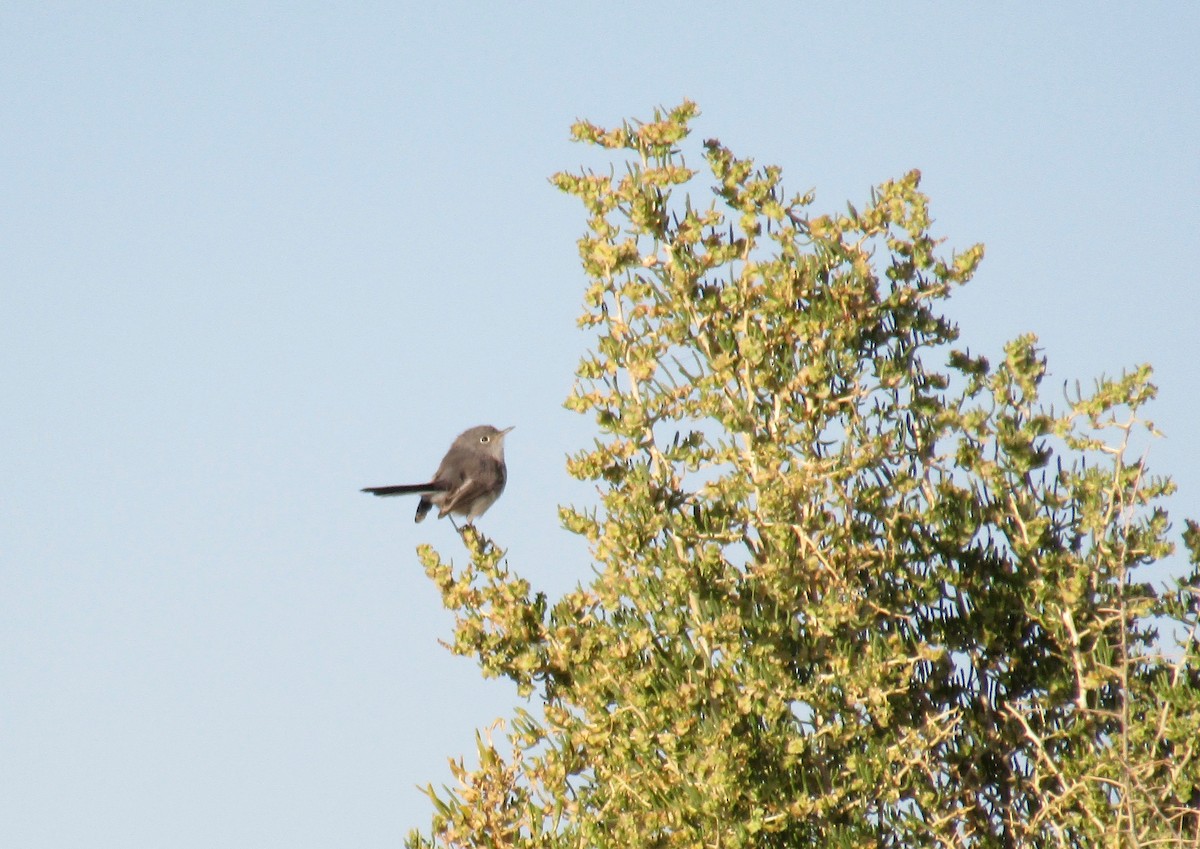 Blue-gray Gnatcatcher - ML115429751