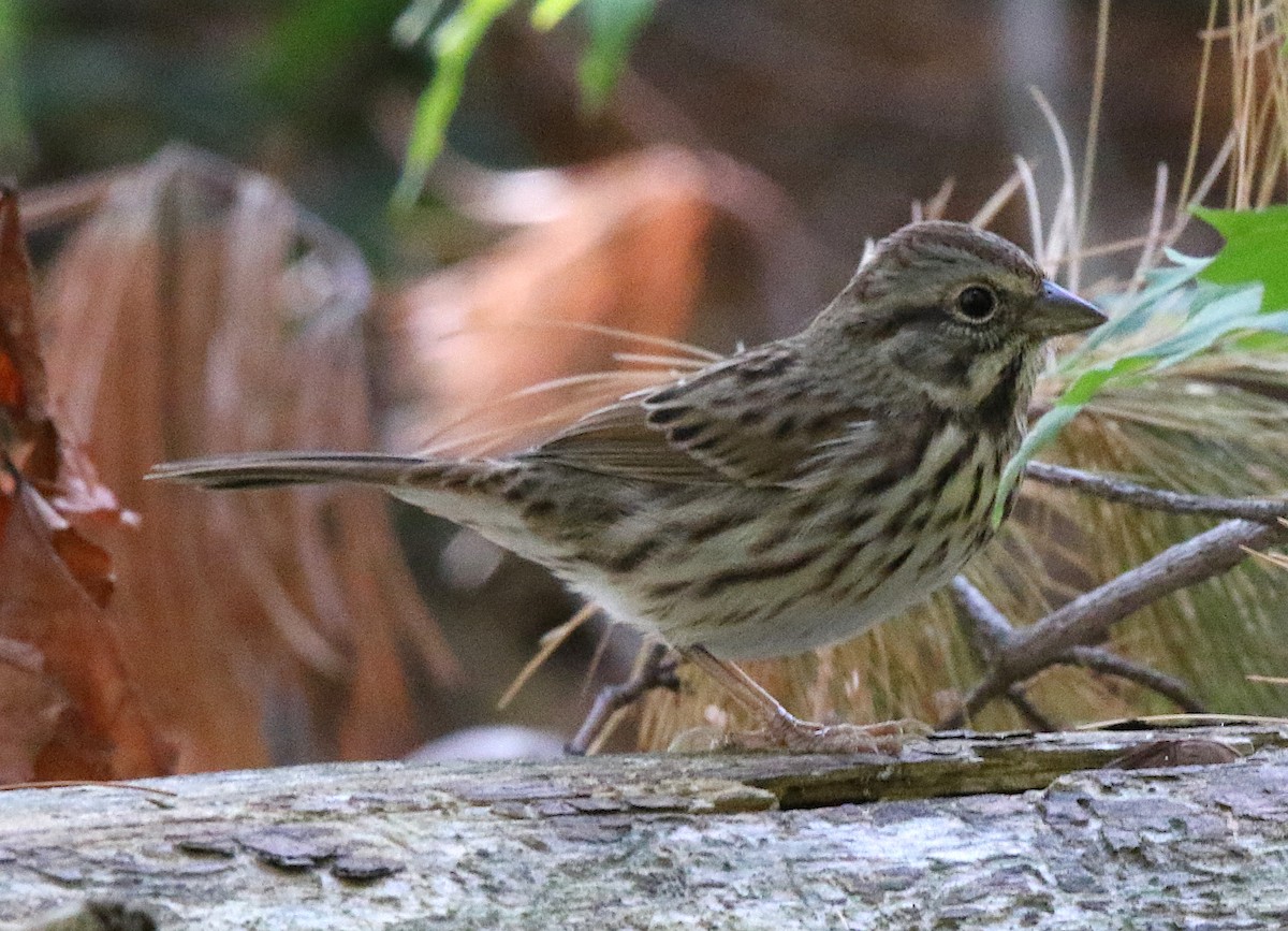 Song Sparrow - ML115430471