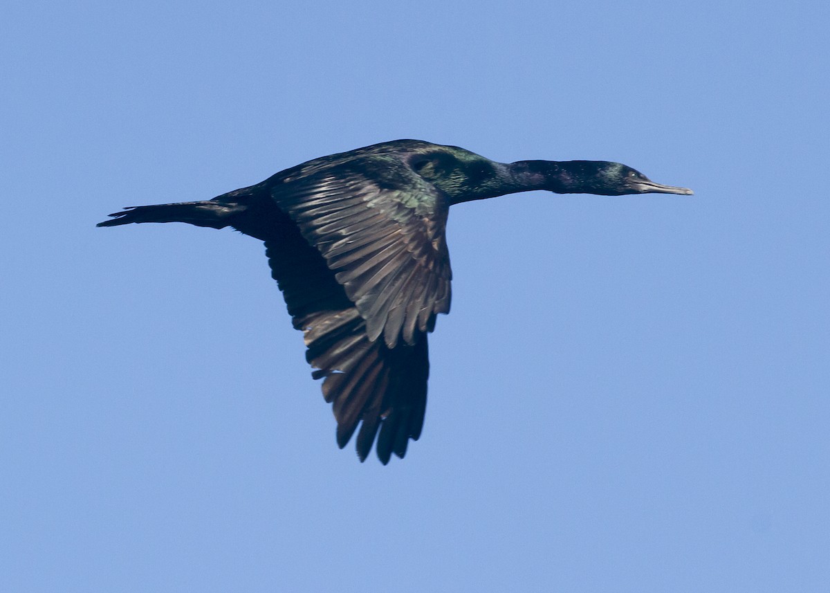 Pelagic Cormorant - ML115431761