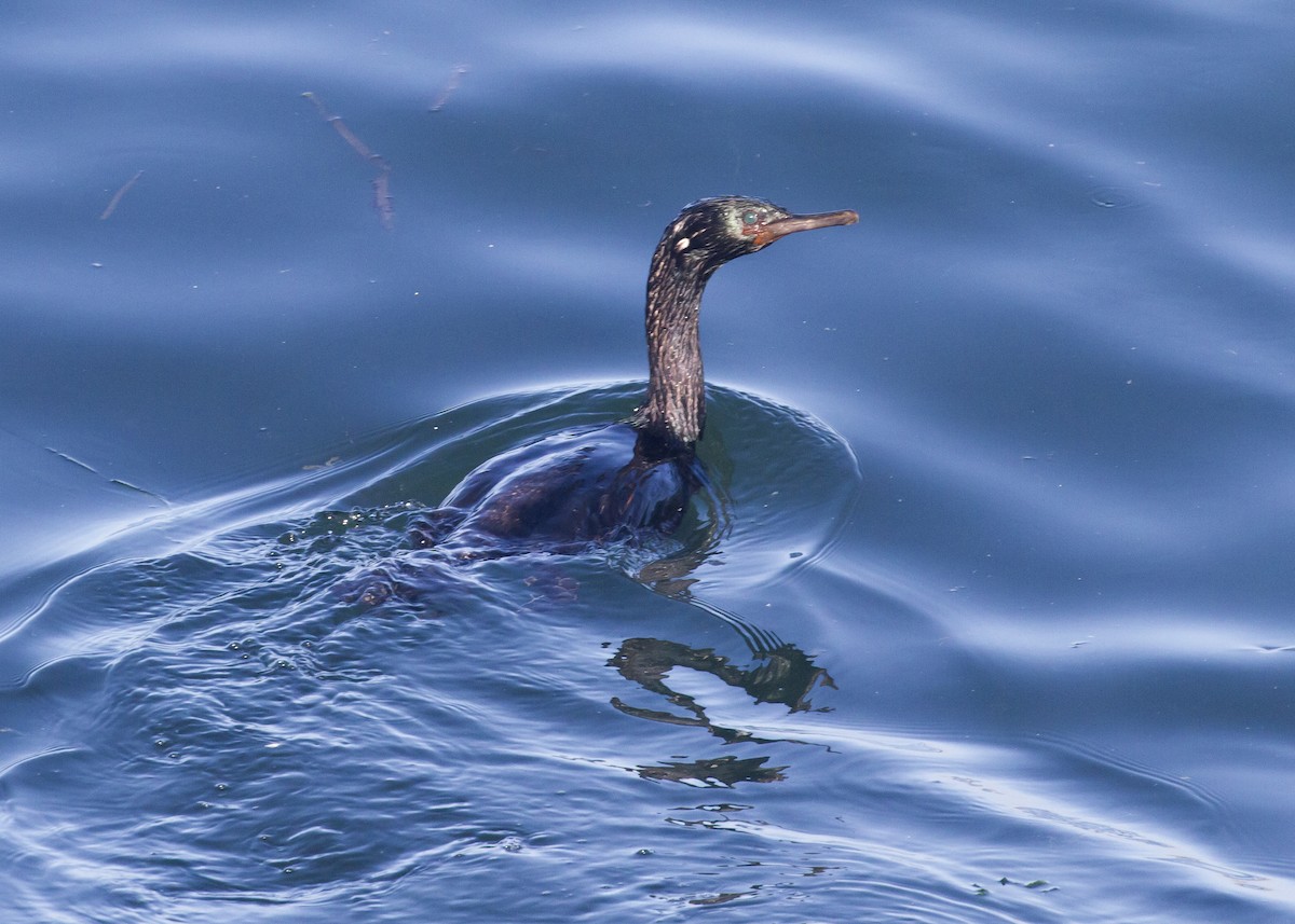 Pelagic Cormorant - ML115431771