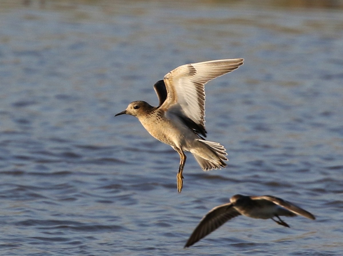 Buff-breasted Sandpiper - Tom Benson