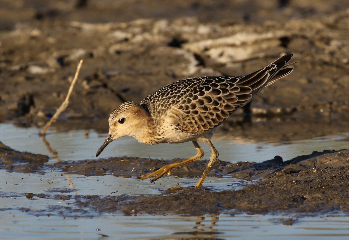 Buff-breasted Sandpiper - Tom Benson