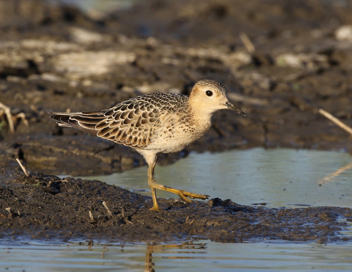 Buff-breasted Sandpiper - Tom Benson